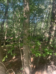 Fraxinus americana
