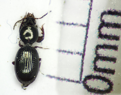 Dyschirius globosus