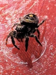 Phidippus audax