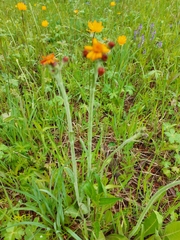 Tephroseris porphyrantha