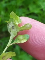 Peronospora alsinearum