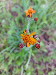 Tephroseris porphyrantha