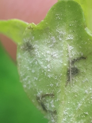 Peronospora alsinearum