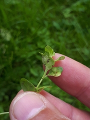 Peronospora alsinearum