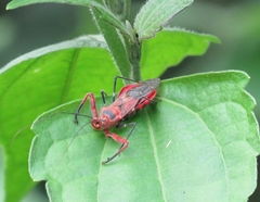 Rihirbus trochantericus