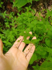 Galium latifolium