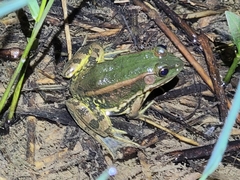 Pelophylax plancyi
