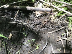 Hymenoscyphus imberbis