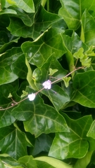 Cymbalaria muralis