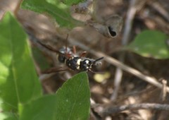 Parancistrocerus minimoferus
