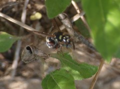 Parancistrocerus minimoferus