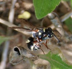 Parancistrocerus minimoferus