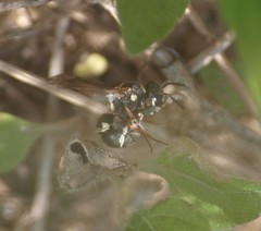 Parancistrocerus minimoferus