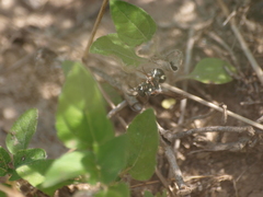 Parancistrocerus minimoferus