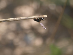 Parancistrocerus minimoferus