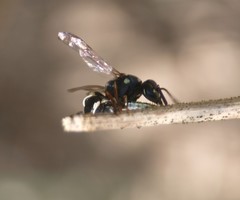 Parancistrocerus minimoferus