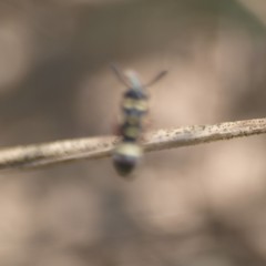 Parancistrocerus minimoferus