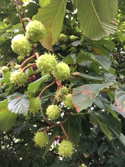 Aesculus hippocastanum