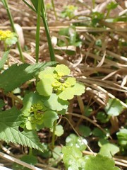 Chrysosplenium serreanum