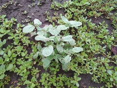 Heliotropium ellipticum