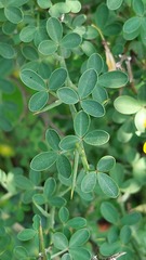 Calicotome spinosa