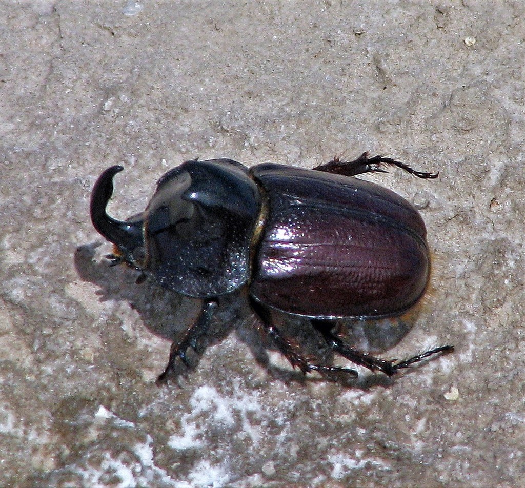 Heterogomphus gracilicornis