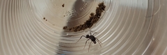 Odontomachus