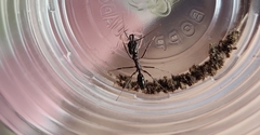 Odontomachus