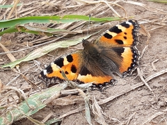 Aglais urticae