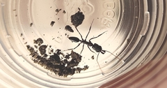 Odontomachus