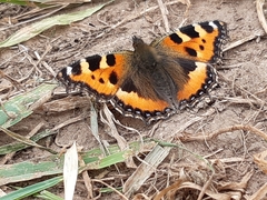 Aglais urticae