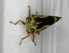Ophiderma flava