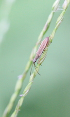 Paromius gracilis