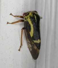 Ophiderma flava