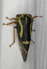 Ophiderma flava