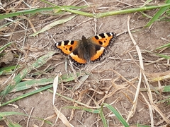 Aglais urticae