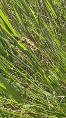 Calamagrostis stricta