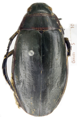 Dytiscus circumcinctus