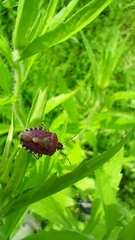 Dolycoris