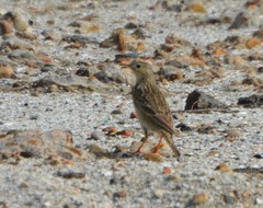 Anthus spragueii