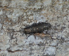 Chrysobothris basalis