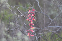Hesperaloe parviflora