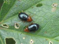 Podagrica fuscicornis