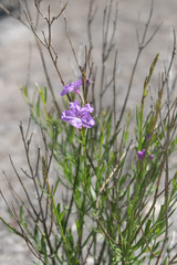 Bouchea linifolia