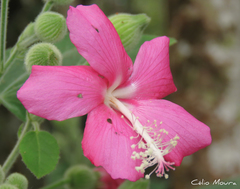 Pavonia malacophylla