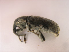 Lixinae