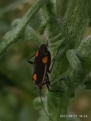Capsodes flavomarginatus
