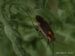 Capsodes flavomarginatus