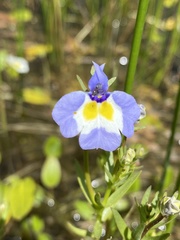 Porterella carnosula