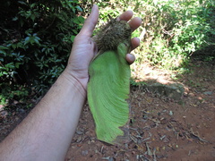 Centrolobium tomentosum